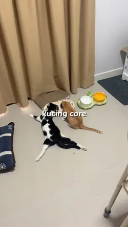 core 3 kucing 
