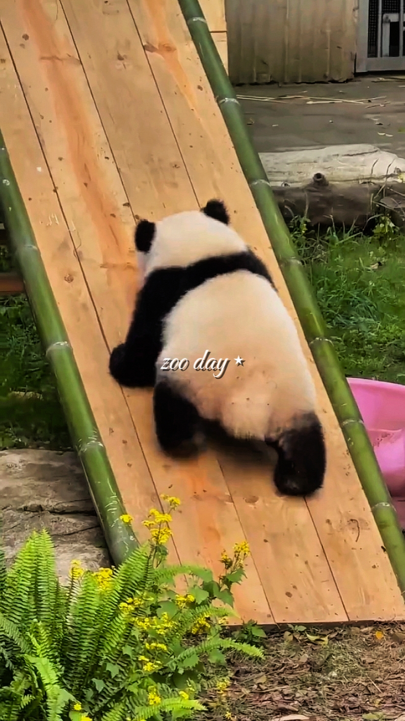 Zoo day
