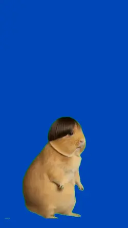 Guinea pig