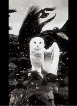 Owl template