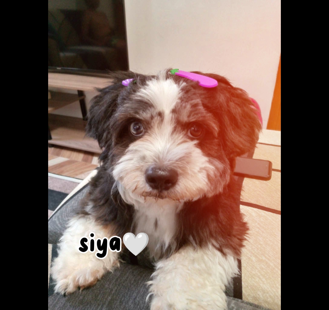 star ng pasko