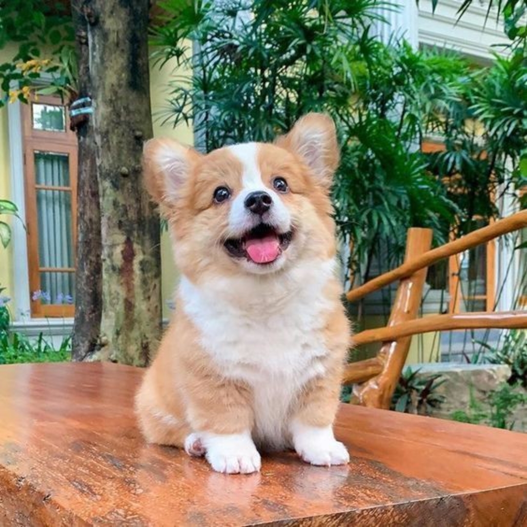 cartoon dog