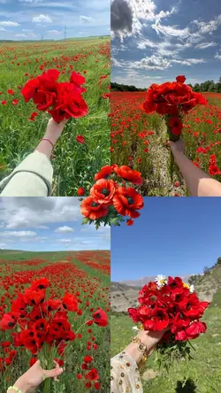 Gelincik Çiçeğim 