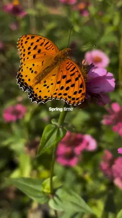 spring time
