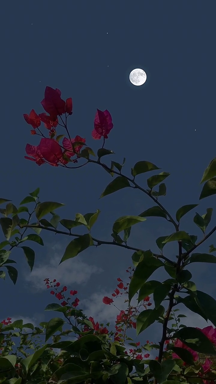 6 Videos of nature’s
