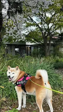 動物の森のはなちゃん