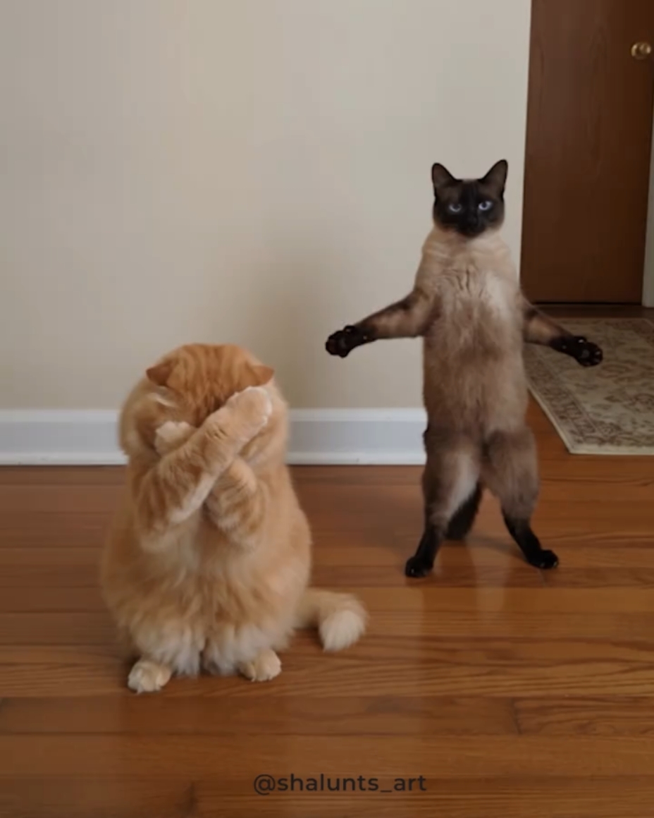 Uso ng sayaw na pusa 