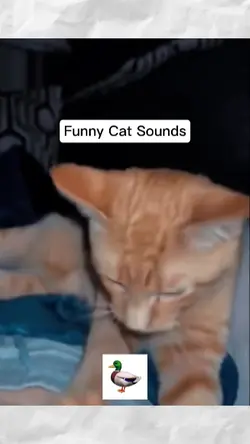 funny cat sounds