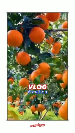 vlog fruits