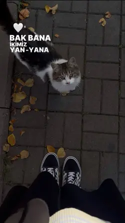 Yeni şablon