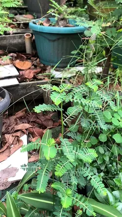 Cinematic passo funk