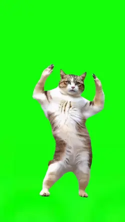 Cat Chanel Dance 
