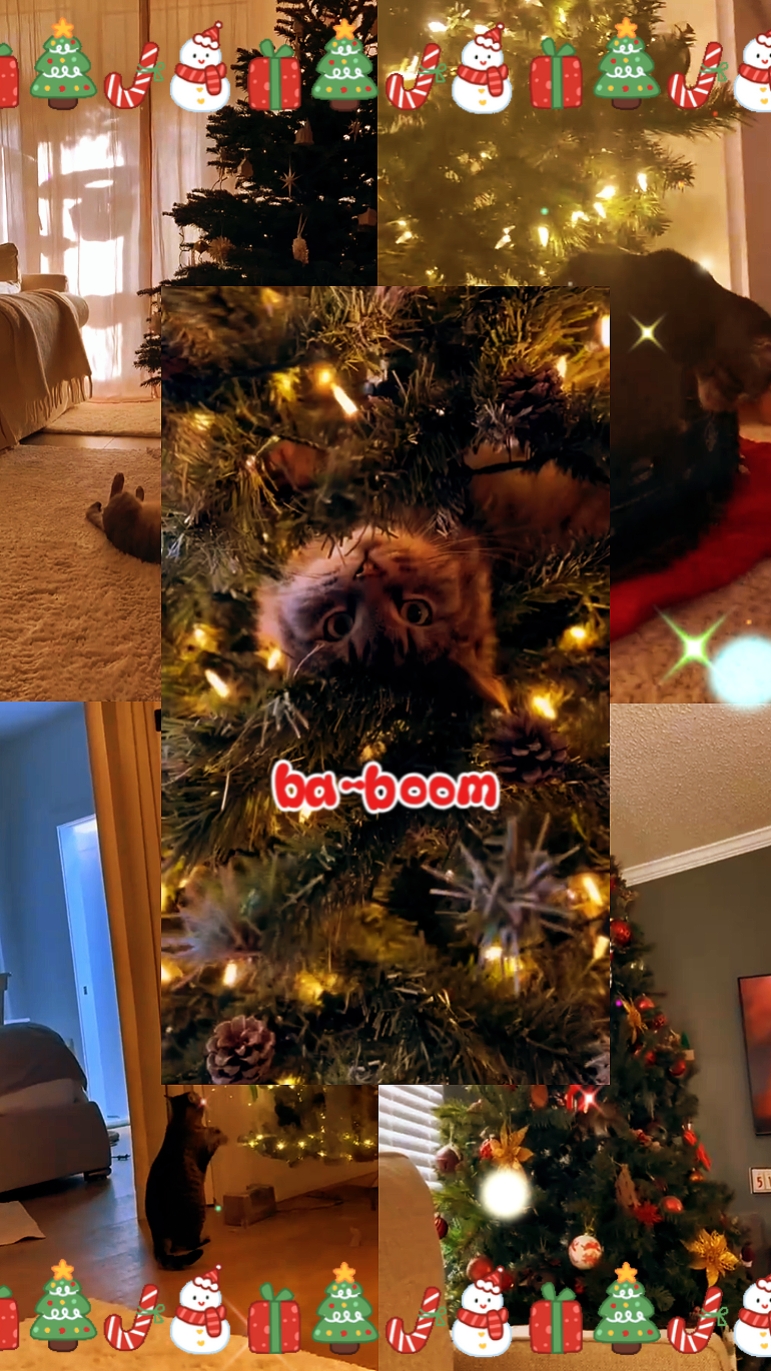 Santa Bebé | Gatos