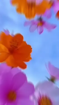transisi 4 videos 