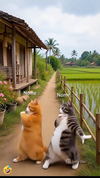 Tendencia del gato de baile.? 