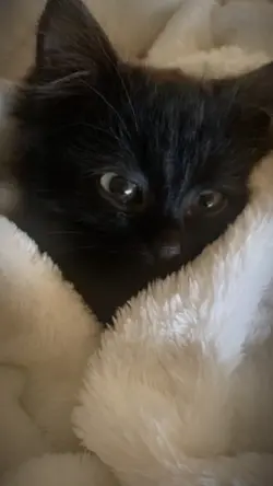 Introducing my pet❤️