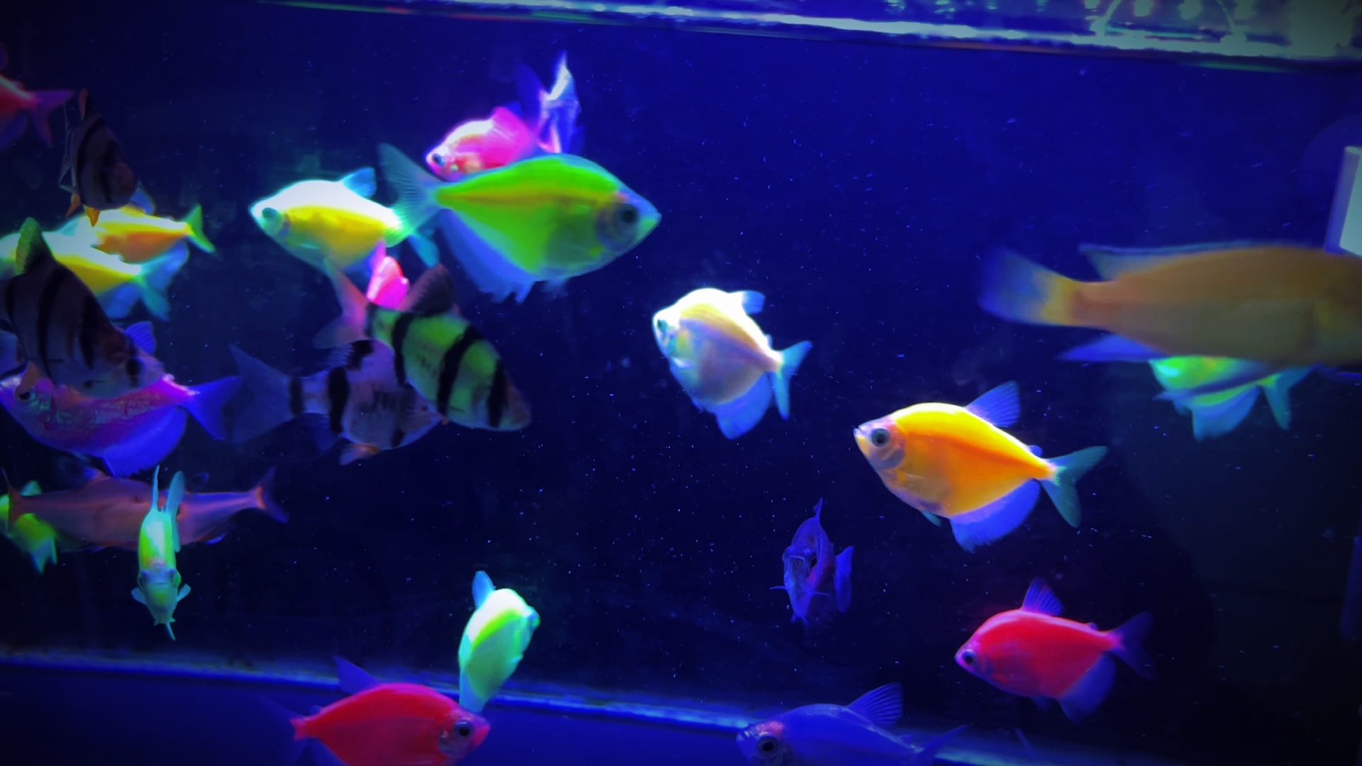 鱼水族馆