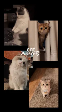 Cat Moments