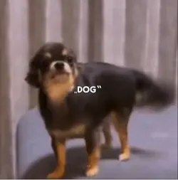 „Dog“ 