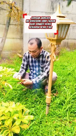 Ginseng 40 m