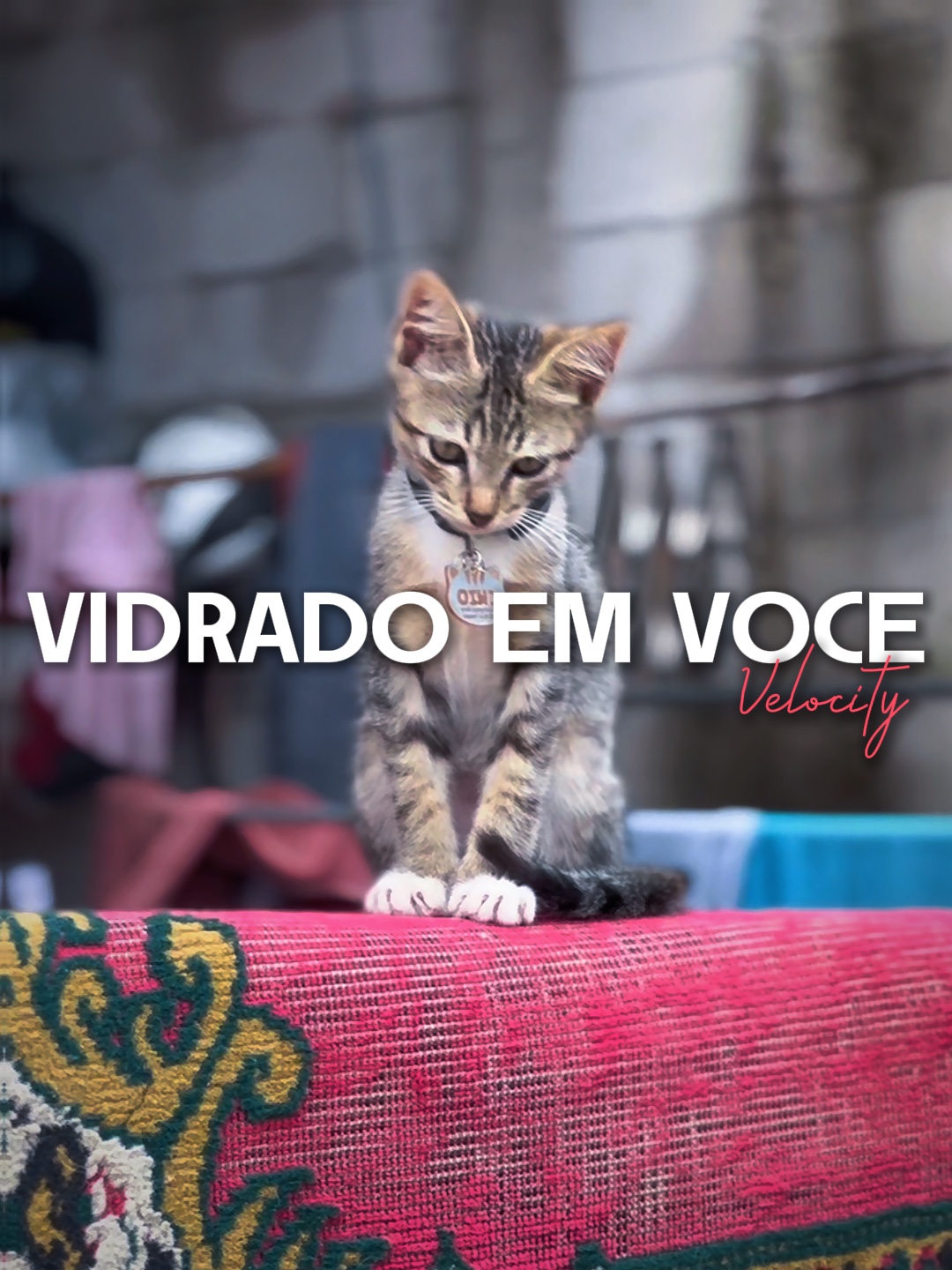 VIDRADO EM VOCE
