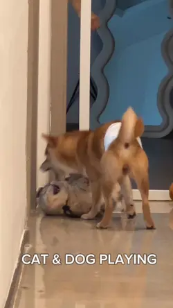 CAT & DOG PLAYING 