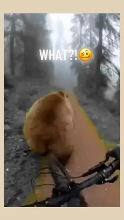 Bear