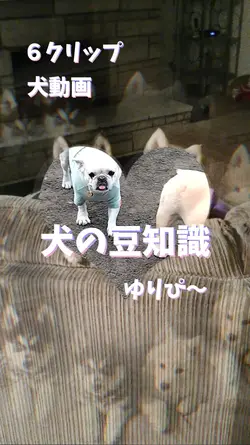 犬の豆知識  ゆりぴ〜
