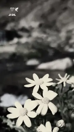 Kürtçe şablon 