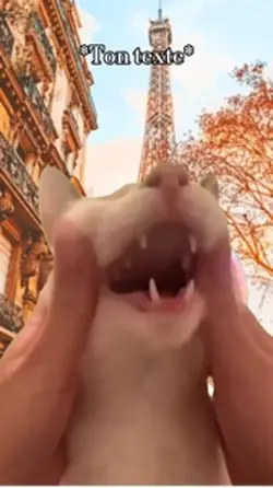 French cat🇫🇷🥖