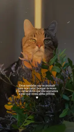 Os animais…