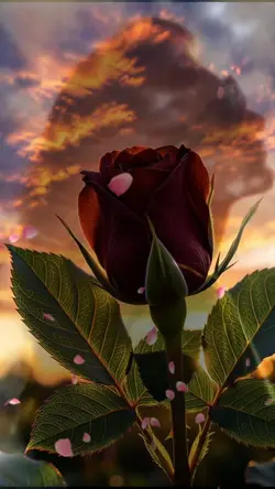 💝💝💝