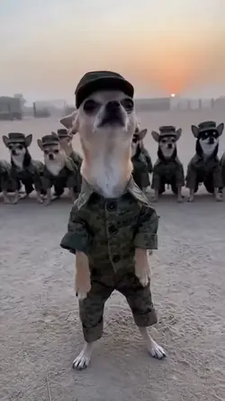 Chihuahua Soldier