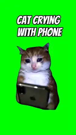 Cat crying phone