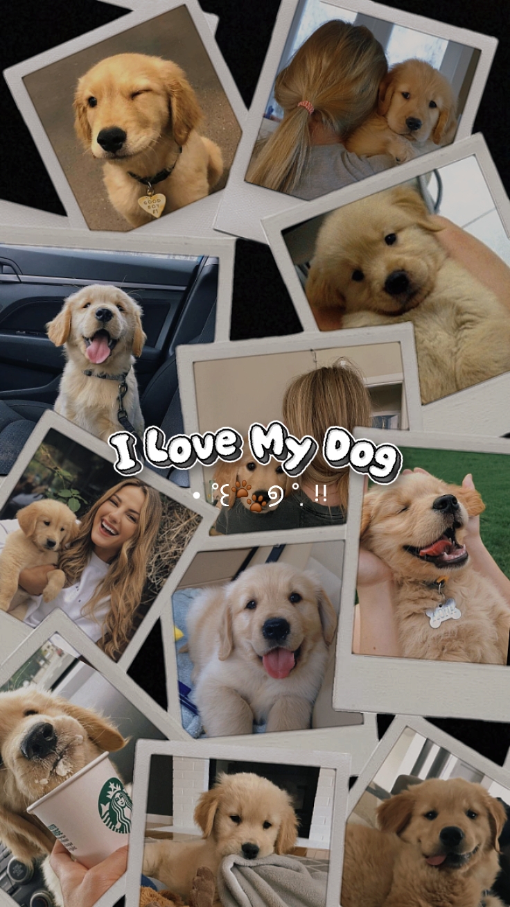 Amo A Mi Perro