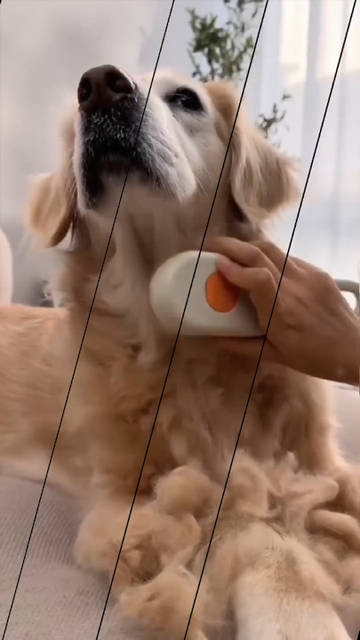 Alimentos para animais de estimação