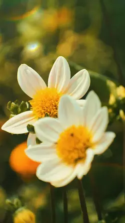 Nature photo