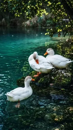 duck colors