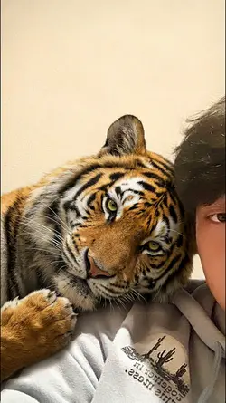 trend gf jdi harimau
