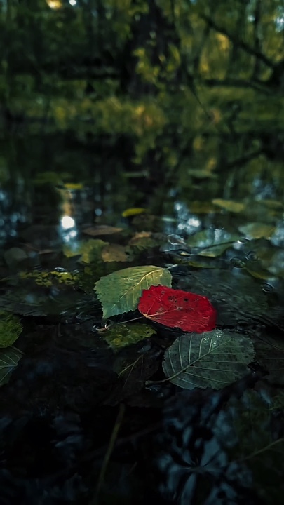 Cinematic Nature 