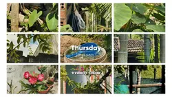 Vlog chill | 9 video