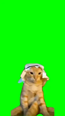 Arab cat meme