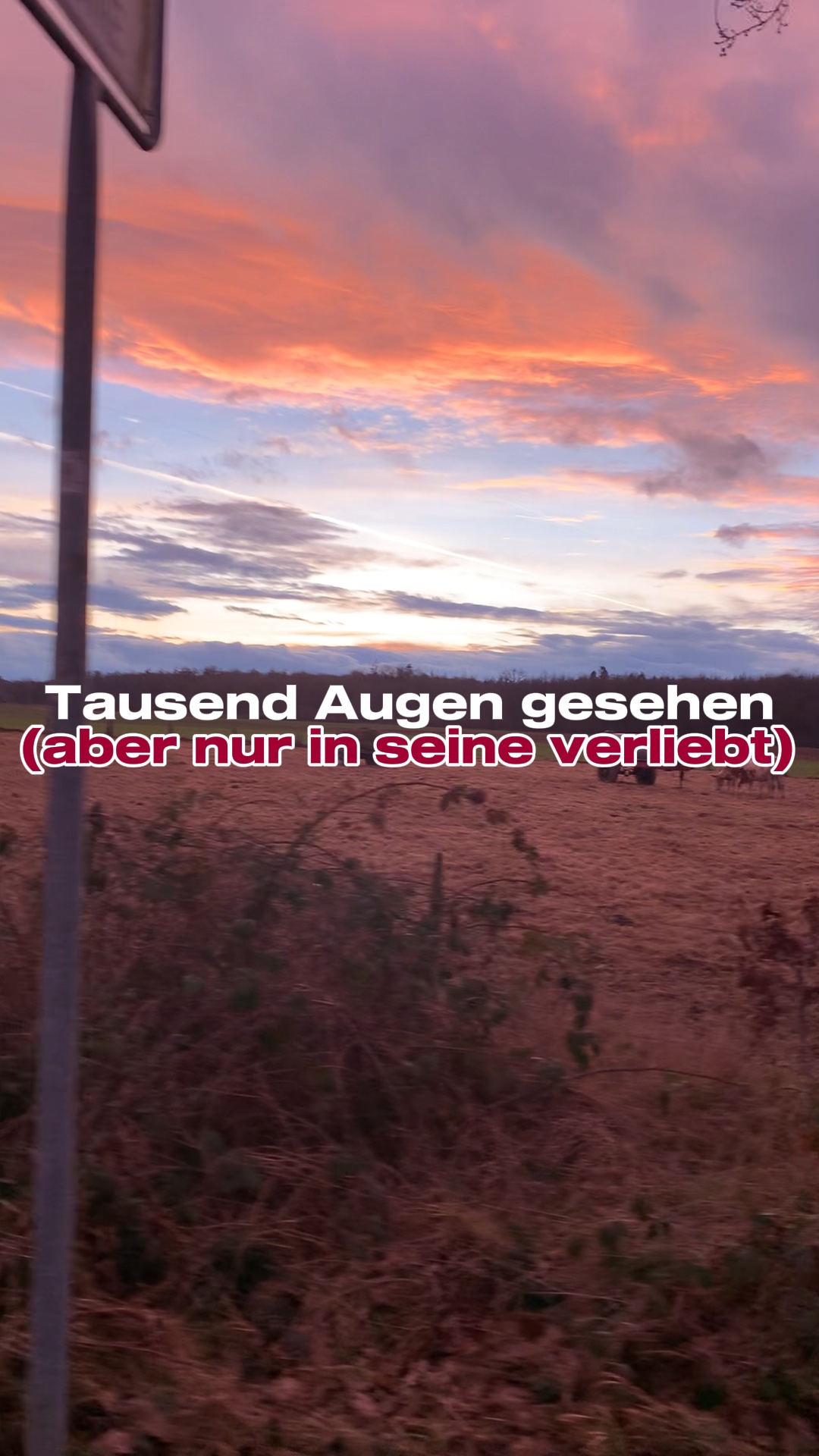 Tausend augen gesehe