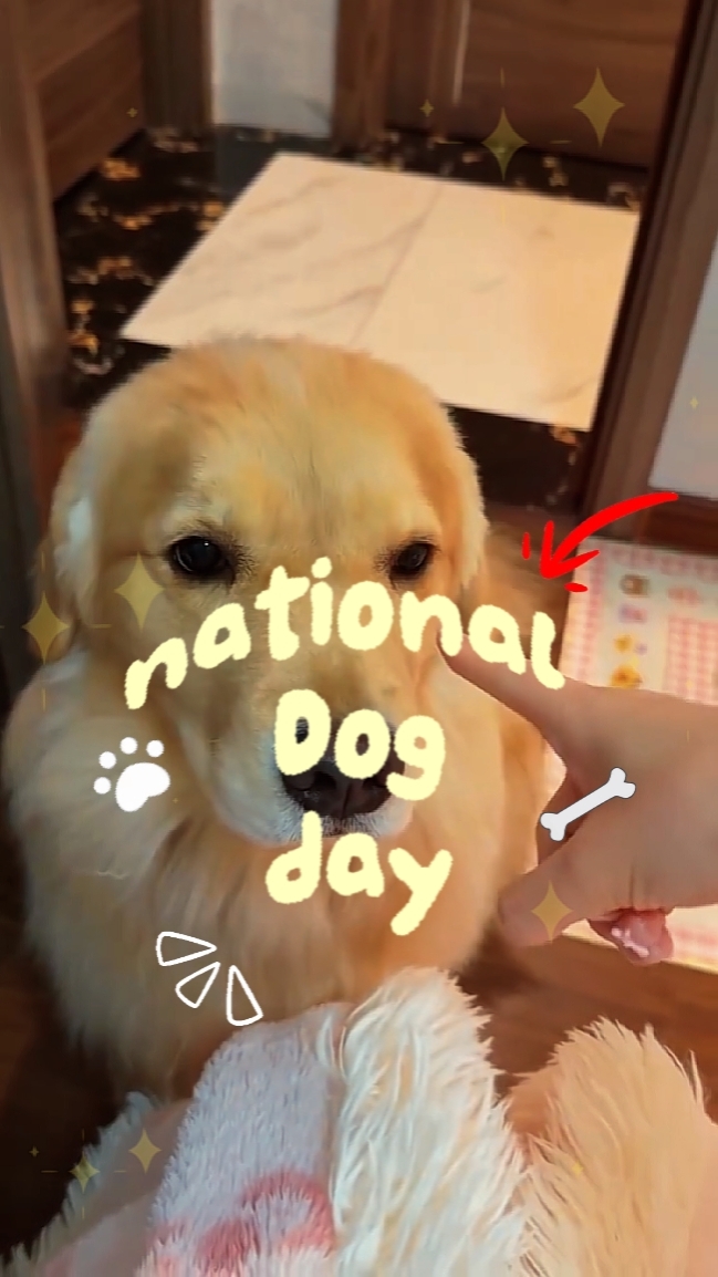 dog day[National]