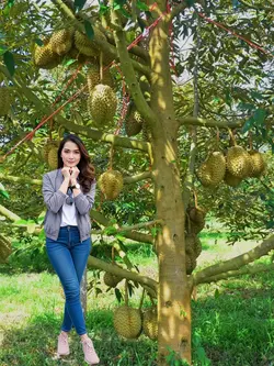 POHON DURIAN