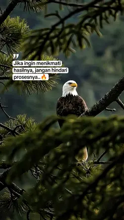 bahan sw