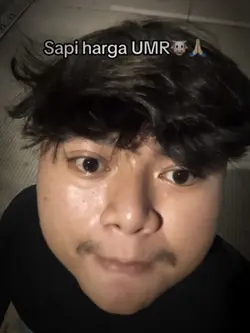 Sapi harga UMR 😂