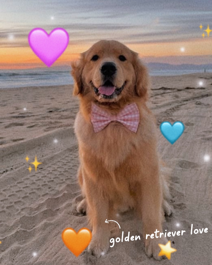 Amor de golden retriver