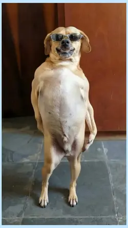 dancing dog 