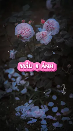 Mẫu 8 Ảnh